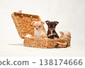 Cute studio portraits of Chihuahua puppies. 138174666