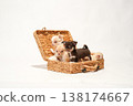 Cute studio portraits of Chihuahua puppies. 138174667