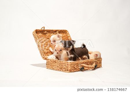 Cute studio portraits of Chihuahua puppies. 138174667