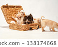 Cute studio portraits of Chihuahua puppies. 138174668