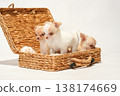 Cute studio portraits of Chihuahua puppies. 138174669
