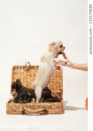 A Chihuahua mother is breastfeeding her baby. A Chihuahua mother is breastfeeding her baby. 138174686