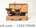 Cute studio portraits of Chihuahua puppies. 138174688