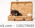Cute studio portraits of Chihuahua puppies. 138174689
