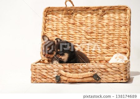 Cute studio portraits of Chihuahua puppies. 138174689