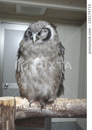 A close-up of an owl resting with one eye closed; a cute-looking bird of prey. 138174719