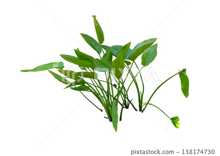 Echinodorus parviflorus the aquatic plant 138174730