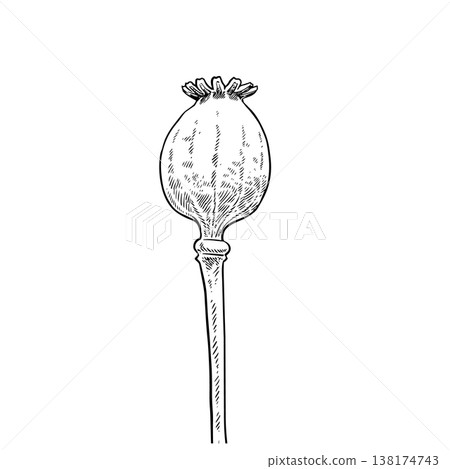 Opium poppy Drawing illustration Opium poppy Drawing illustration 138174743