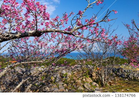 從沖繩縣國頭郡今泊今泊今泊今泊今泊今泊今泊今泊今泊今泊今泊今泊今泊今泊今泊, ... 從沖繩縣國頭郡今泊今泊今泊今泊今泊今泊今泊今泊今泊今泊今泊今泊今泊今泊今泊, ... 138174766