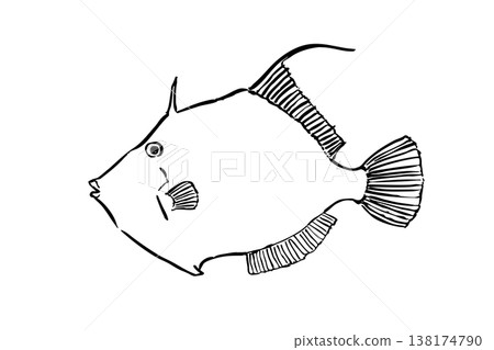 Filefish illustration in a field guide style; saltwater fish; edible fish; vector; brush pen line drawing; landscape orientation; educational material. Filefish illustration in a field guide style; saltwater fish; edible fish; vector; brush pen line drawing; landscape orientation; educational material. 138174790