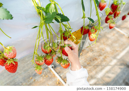 A photo of strawberries grown on elevated beds and a child's hand picking strawberries. A photo of strawberries grown on elevated beds and a child's hand picking strawberries. 138174900