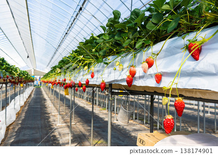 Photo of strawberries grown using a raised cultivation method. Photo of strawberries grown using a raised cultivation method. 138174901