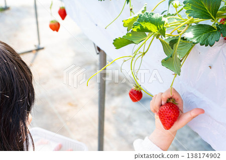 A photo of children picking strawberries at a strawberry picking farm. A photo of children picking strawberries at a strawberry picking farm. 138174902