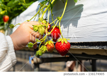 A photograph of a child's hands picking strawberries during a strawberry picking activity. 138174905