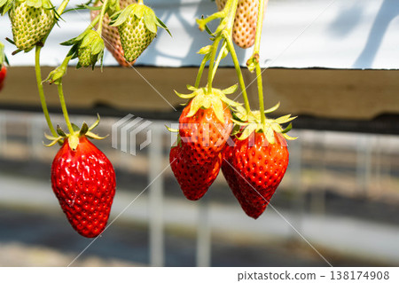 Photo of strawberries grown using a raised cultivation method. Photo of strawberries grown using a raised cultivation method. 138174908