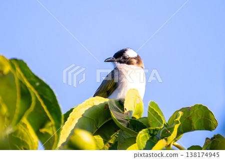 Nakijin Village, Kunigami District, Okinawa Prefecture: White-headed Bulbul (a type of bulbul) mainly found in the Southwest Islands. Nakijin Village, Kunigami District, Okinawa Prefecture: White-headed Bulbul (a type of bulbul) mainly found in the Southwest Islands. 138174945