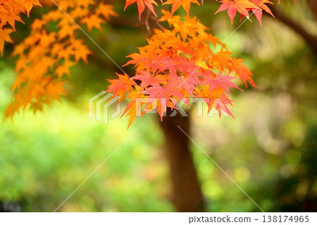 色彩鮮豔的日本楓葉 色彩鮮豔的日本楓葉 138174965