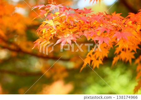 色彩鮮豔的日本楓葉 138174966