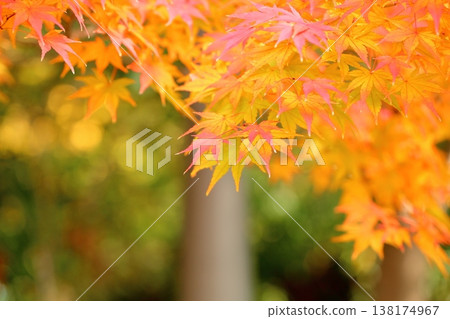 色彩鮮豔的日本楓葉 色彩鮮豔的日本楓葉 138174967