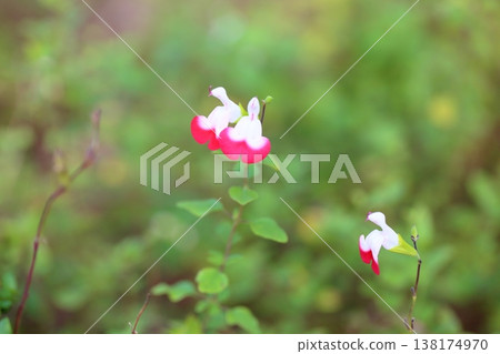 可愛的鼠尾草「熱唇」花 可愛的鼠尾草「熱唇」花 138174970