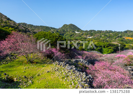 沖繩縣國頭郡今泊市今泊，今泊市今泊市今泊市， ... 138175288