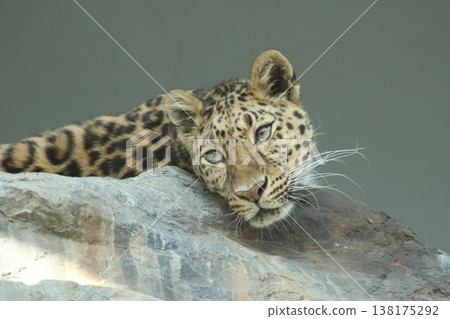 近距離拍攝一隻阿穆爾豹在岩石上休息的畫面。 138175292