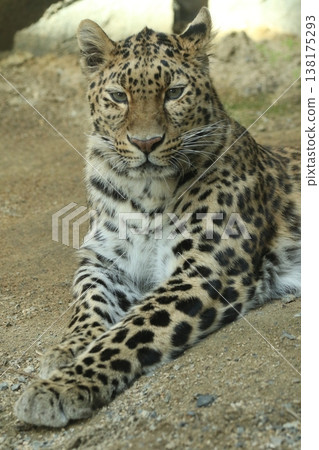 A frontal portrait of an Amur leopard relaxing with its front legs stretched out. A frontal portrait of an Amur leopard relaxing with its front legs stretched out. 138175293