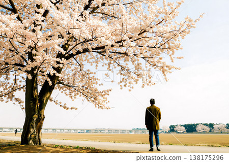 一個男人站在櫻桃樹下，凝視著遠方。 138175296