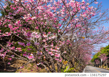 沖繩縣國頭郡今泊市今泊,山坡上排列著一排早開的琉球寒緋櫻樹。 沖繩縣國頭郡今泊市今泊,山坡上排列著一排早開的琉球寒緋櫻樹。 138175297
