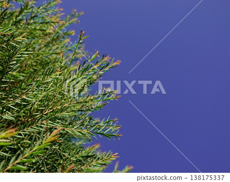 Melaleuca bracteata macro leaves small world 138175337