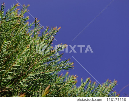 Melaleuca bracteata macro leaves small world Melaleuca bracteata macro leaves small world 138175338
