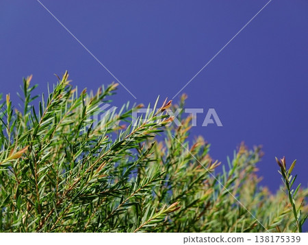 Melaleuca bracteata macro leaves small world Melaleuca bracteata macro leaves small world 138175339