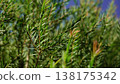 Melaleuca bracteata macro leaves small world 138175342