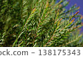 Melaleuca bracteata macro leaves small world 138175343