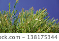 Melaleuca bracteata macro leaves small world 138175344