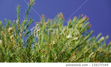 Melaleuca bracteata macro leaves small world Melaleuca bracteata macro leaves small world 138175344