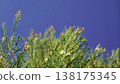 Melaleuca bracteata macro leaves small world 138175345