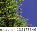 Melaleuca bracteata macro leaves small world 138175346