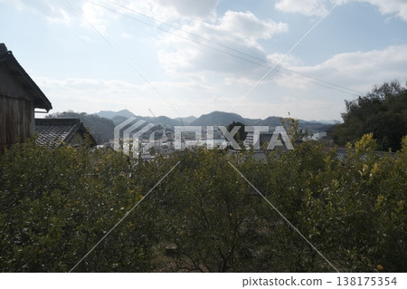 A view of a rural town and mountain range across a citrus grove. 138175354