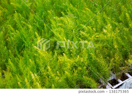 Dill seedlings in pots in greenhouse. Sprouts green plant and home gardening 138175365
