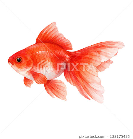 簡約的金魚設計，紅色，日式魚形圖案，清爽的夏季設計，白色背景。 138175425