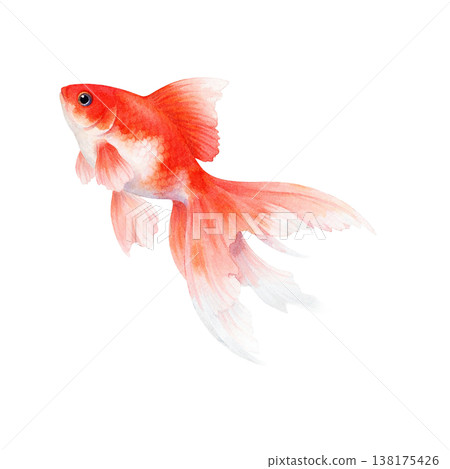 簡約的金魚設計，紅色，日式魚形圖案，清爽的夏季設計，白色背景。 138175426