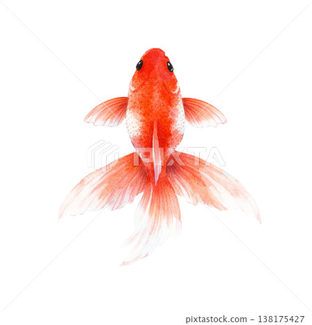 簡約的金魚設計，紅色，日式魚形圖案，清爽的夏季設計，白色背景。 138175427