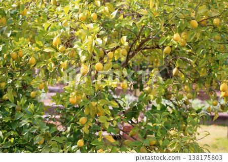 Refreshing lemon fruit 138175803