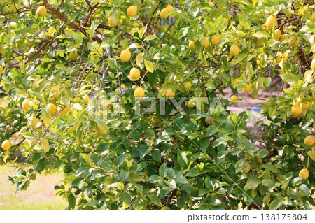 Refreshing lemon fruit 138175804