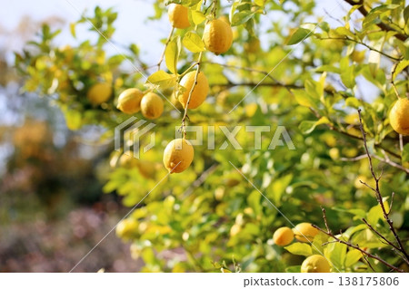 Refreshing lemon fruit Refreshing lemon fruit 138175806