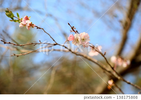 可愛的十月櫻花 可愛的十月櫻花 138175808