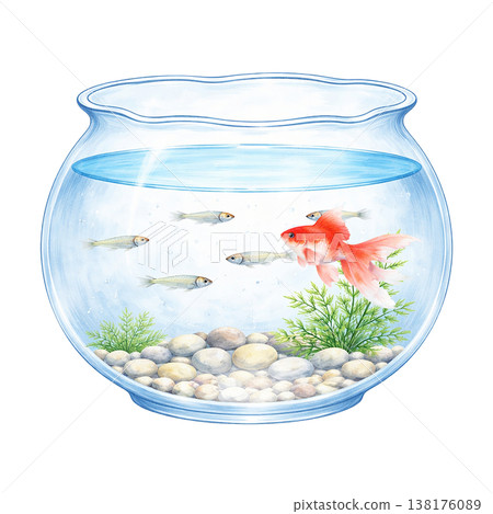 Simple image of a goldfish bowl with goldfish, small fish, and aquatic plants. A refreshing summer aquarium image on a white background. 138176089