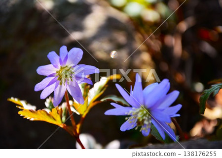 藍紫色菊崎一毛花 138176255