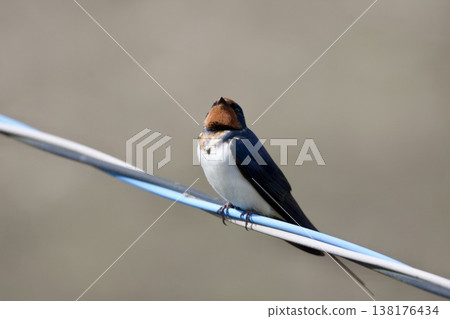 swallow / Japan 138176434